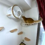 透明アクリルボウルから上の宇宙船ベッドを見上げるアビシニアン